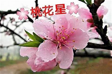 八字如何看桃花|八字桃花算法 (八字中18种桃花查法)